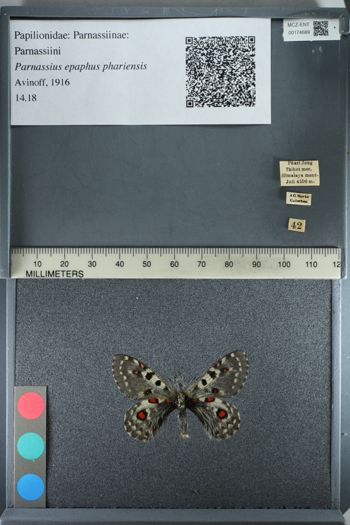 Media type: image;   Entomology 174689